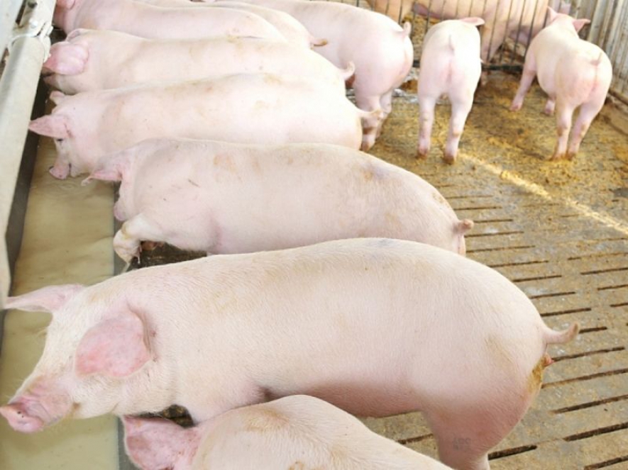 Sale of agricultural animals